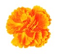 Orange yellow carnation flower isolated on white background. Close-up. Element of design Royalty Free Stock Photo