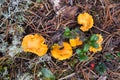 Orange and yellow chanterelle mushrooms growing among the moss Royalty Free Stock Photo