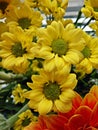 Orange and yellow chrysanthemum / gerbera flowers Royalty Free Stock Photo