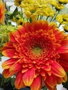 Orange and yellow chrysanthemum / gerbera flowers Royalty Free Stock Photo