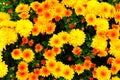 Orange and yellow chrysanthemums in gardening nursery. Chrysanthemums wallpaper. Floral bright blooming background. Close up Royalty Free Stock Photo