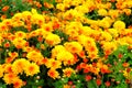 Orange and yellow chrysanthemums in landscape nursery. Chrysanthemums wallpaper. Floral bright blooming background. Close up Royalty Free Stock Photo