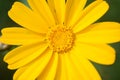 Orange-yellow Coleostephus myconis flowers, close up. Chrysanthemum myconis, known as Corn Marigold