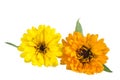 Orange and Yellow Colored Calendula Flowers Isolated on White . Royalty Free Stock Photo