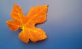 Beautiful orange fall leaf over blue background. Harmonic autumn colors.