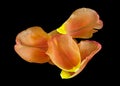 Orange and yellow colored separate petals of a tulip Royalty Free Stock Photo