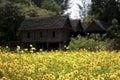 Orange and yellow cosmos flower blooming cosmos flower field with thaditional Thai style cottage as background beautiful vivid