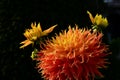 Orange and yellow Dahlia cultorum closeup with buds. isolated flower heads Royalty Free Stock Photo