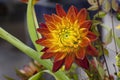 Orange and Yellow Dahlia flower Royalty Free Stock Photo