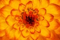 Orange yellow dahlia flower closeup. Macro. It can be used in website design and printing. Also good for designers Royalty Free Stock Photo