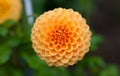 Orange or yellow Dahlia flower in full bloom closeup Royalty Free Stock Photo