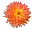 Orange yellow dahlia flower isolated on white background Royalty Free Stock Photo