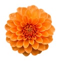 Orange yellow Dahlia flower isolated on white Royalty Free Stock Photo