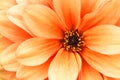 Orange yellow dahlia flower macro photo. Picture in color emphasizing the light orange colours and brown shadows. Royalty Free Stock Photo