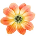 Orange and yellow  dahlia. Flower on a white isolated background with clipping path.  For design.  Closeup. Royalty Free Stock Photo