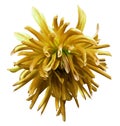 Orange-yellow dahlia flower on white isolated background with clipping path no shadows. Closeup. Royalty Free Stock Photo