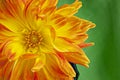 Orange and Yellow Dahlia with green background