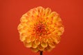 Orange and Yellow Dahlia Royalty Free Stock Photo
