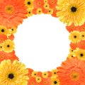 Orange and yellow daisy circular frame Royalty Free Stock Photo