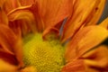 Orange yellow daisy flower macro close-up Royalty Free Stock Photo