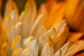 Orange yellow daisy flower macro close-up Royalty Free Stock Photo