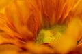 Orange yellow daisy flower macro close-up Royalty Free Stock Photo