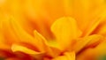 Orange yellow daisy flower macro close-up Royalty Free Stock Photo