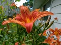 Orange and yellow daylily flower home garden summer spring