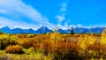 Orange and Yellow Fall Colors in Grand Teton National Park with Mt. Moran and the surrounding mountains in the background Royalty Free Stock Photo