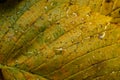 Orange and yellow fallen leaves with dew drops. Autumn leaves with water drops close-up. Dry Autumn Leaf Covered by Water Drops of Royalty Free Stock Photo