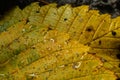 Orange and yellow fallen leaves with dew drops. Autumn leaves with water drops close-up. Dry Autumn Leaf Covered by Water Drops of Royalty Free Stock Photo