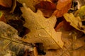 Orange and yellow fallen leaves with dew drops. Autumn leaves with water drops close-up. Dry Autumn Leaf Covered by Water Drops of Royalty Free Stock Photo