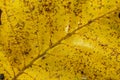 Orange and yellow fallen leaves with dew drops. Autumn leaves with water drops close-up. Dry Autumn Leaf Covered by Water Drops of Royalty Free Stock Photo