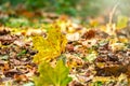 Orange and yellow fallen leaves in the sunlight