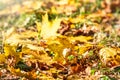 Orange and yellow fallen leaves in the sunlight Royalty Free Stock Photo