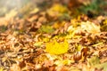 Orange and yellow fallen leaves in the sunlight