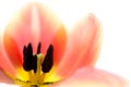 Orange and yellow flame tulip flower extreme macro close up. Royalty Free Stock Photo