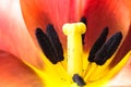 Orange And Yellow Flame Tulip Flower Extreme Macro Close Up. Details Of Tulip Inner Flower With Pistil And Stamen, Filament Stigma
