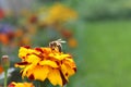 Orange yellow flower bee close up Royalty Free Stock Photo