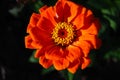 Orange and Yellow flower in garden Royalty Free Stock Photo