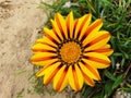 Orange and yellow flower Gazania rigens. Royalty Free Stock Photo