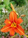 Macro of red, orange flower with pollen on anther. Royalty Free Stock Photo
