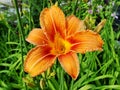 Macro of red, orange flower with pollen on anther.