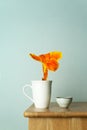 Orange yellow flower in white ceramic mug with tea cup on wood table with blue vintage wall interior background Royalty Free Stock Photo