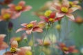 Orange and yellow flowers against green background Royalty Free Stock Photo