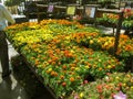 Orange and Yellow Flowers, Botanical Garden Centers, Claremont, California, USA