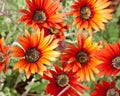 Orange and Yellow Flowers