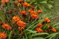 Orange and yellow flowers known as tagetes erecta, or dead flower Royalty Free Stock Photo