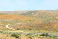 Orange and yellow flowers surround the Roof of Namaqualand trail Royalty Free Stock Photo