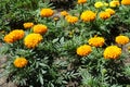 Orange and yellow flowers of Tagetes erecta Royalty Free Stock Photo